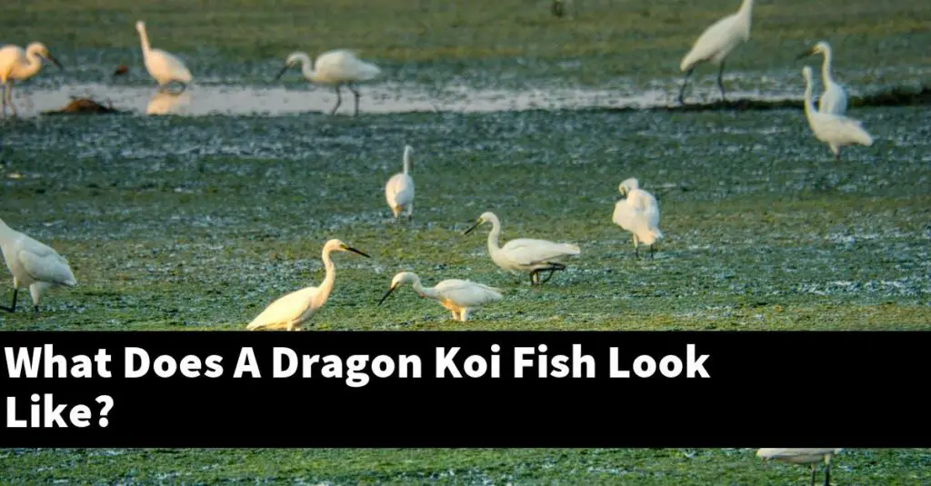 what-does-a-dragon-koi-fish-look-like-2024-guide-gold-koi-fish