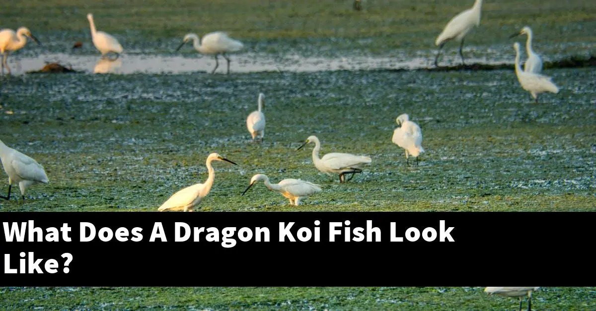 What Does A Dragon Koi Fish Look Like?