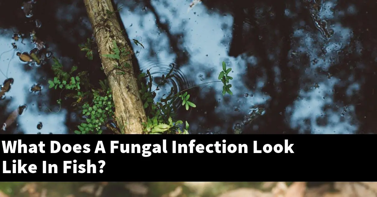 What Does A Fungal Infection Look Like In Fish?