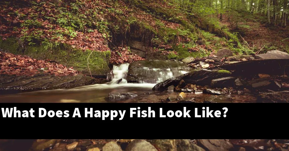 What Does A Happy Fish Look Like?