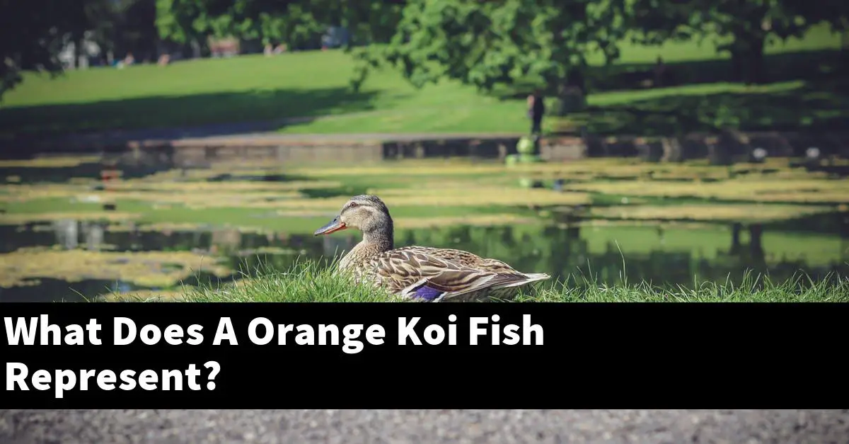 What Does A Orange Koi Fish Represent?