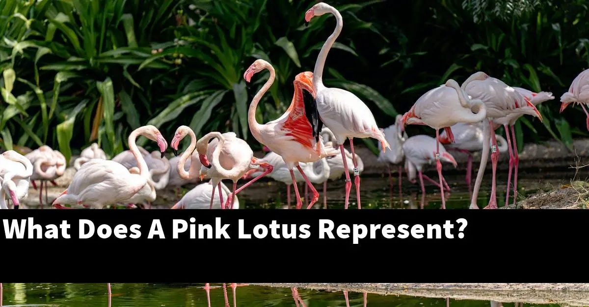 What Does A Pink Lotus Represent?