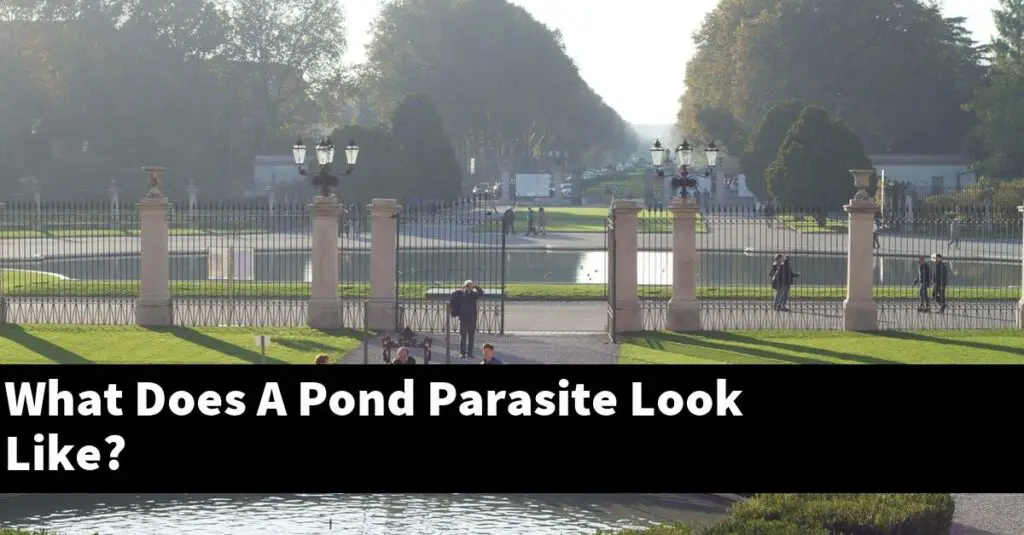 What Does A Pond Parasite Look Like? [2025 Guide] - Gold Koi Fish