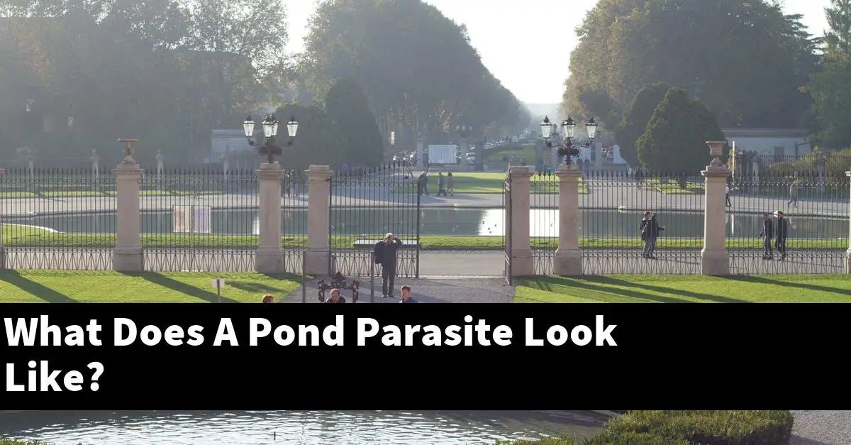 What Does A Pond Parasite Look Like?