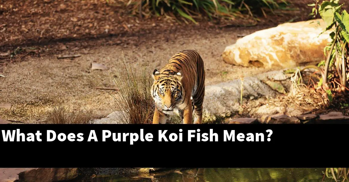 What Does A Purple Koi Fish Mean?