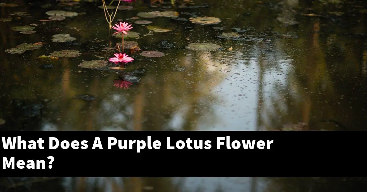 What Does A Purple Lotus Flower Mean?
