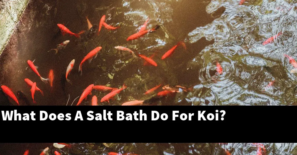 What Does A Salt Bath Do For Koi?