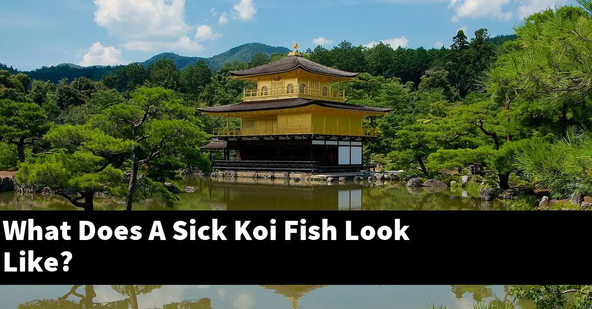 What Does A Sick Koi Fish Look Like?