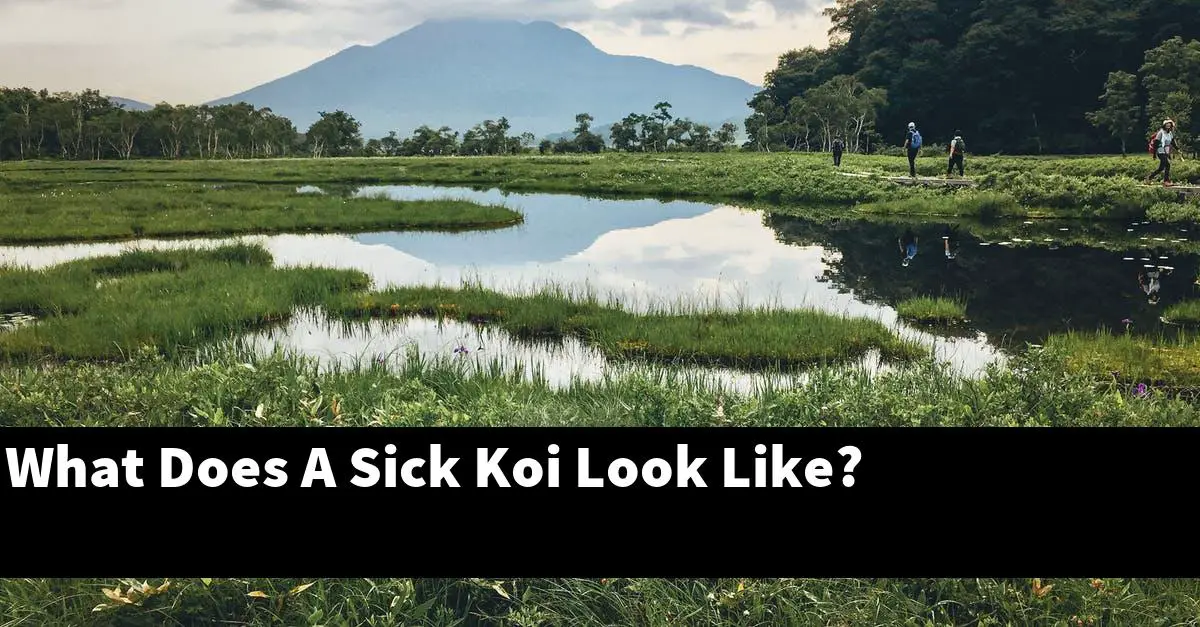 What Does A Sick Koi Look Like?
