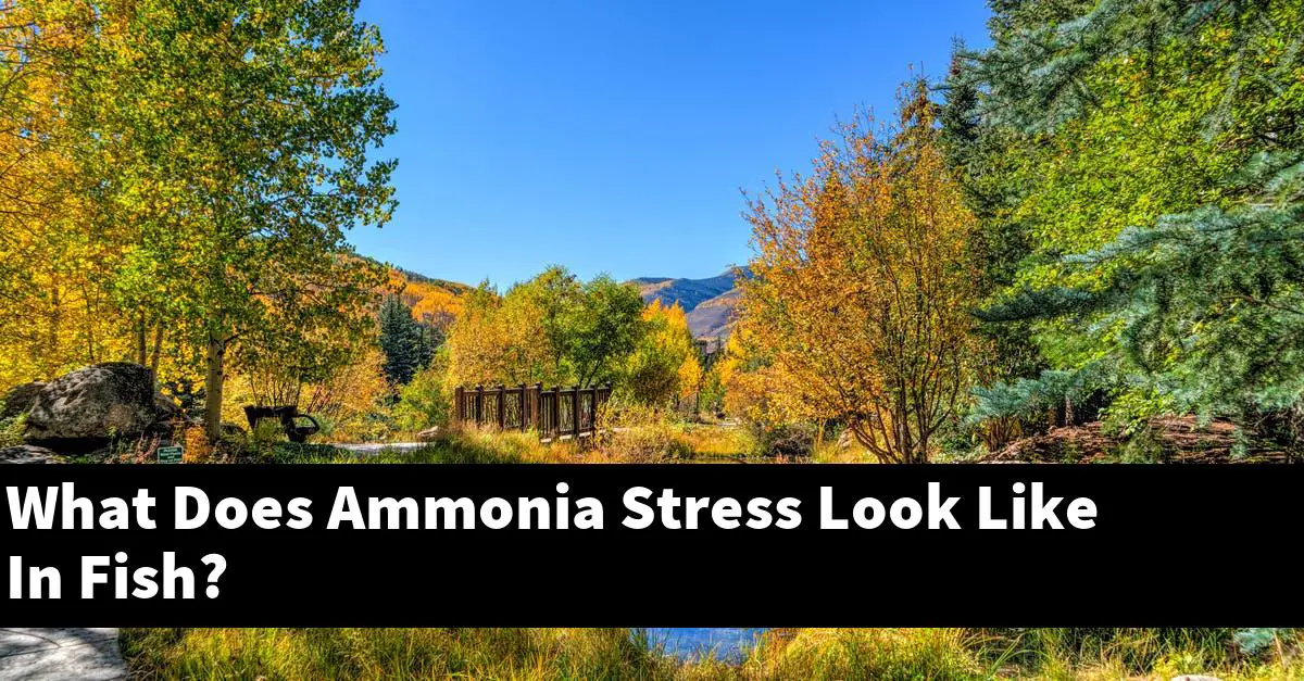 What Does Ammonia Stress Look Like In Fish?