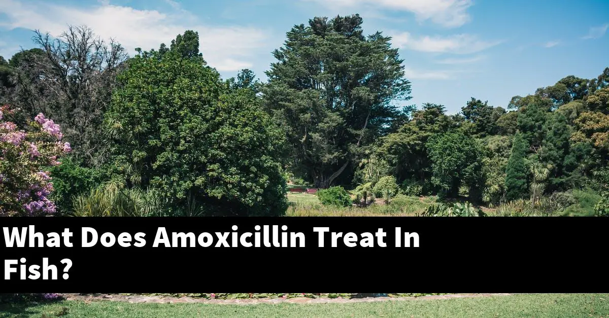 What Does Amoxicillin Treat In Fish 