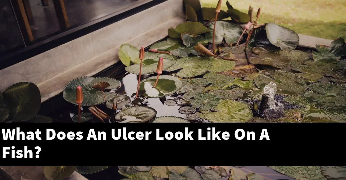 What Does An Ulcer Look Like On A Fish?