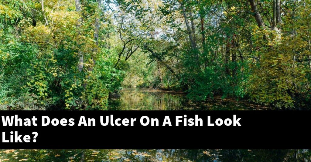 What Does An Ulcer On A Fish Look Like? [2026 Guide] - Gold Koi Fish