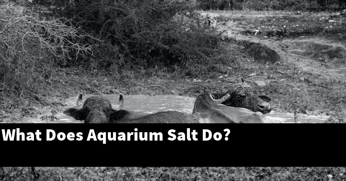 What Does Aquarium Salt Do?