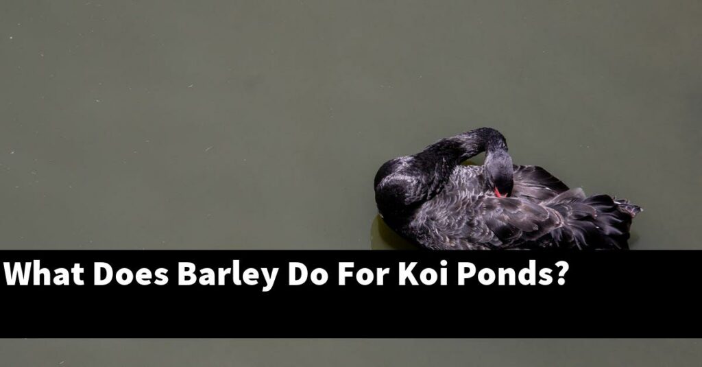 What Does Barley Do For Koi Ponds? [2024 Guide] Gold Koi Fish