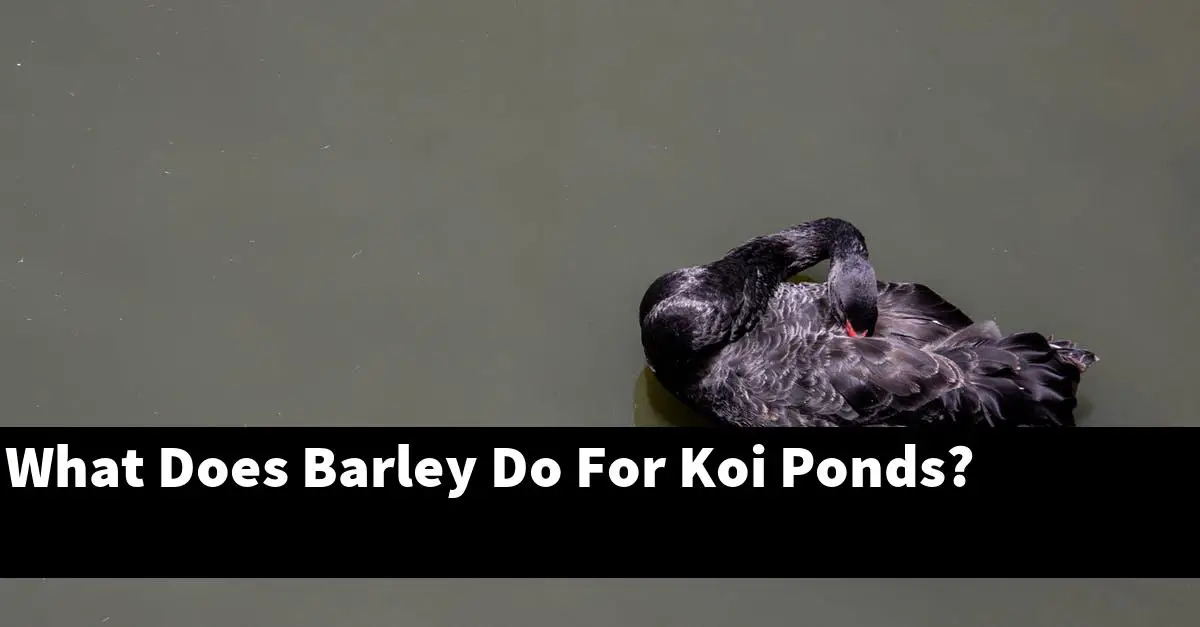What Does Barley Do For Koi Ponds?