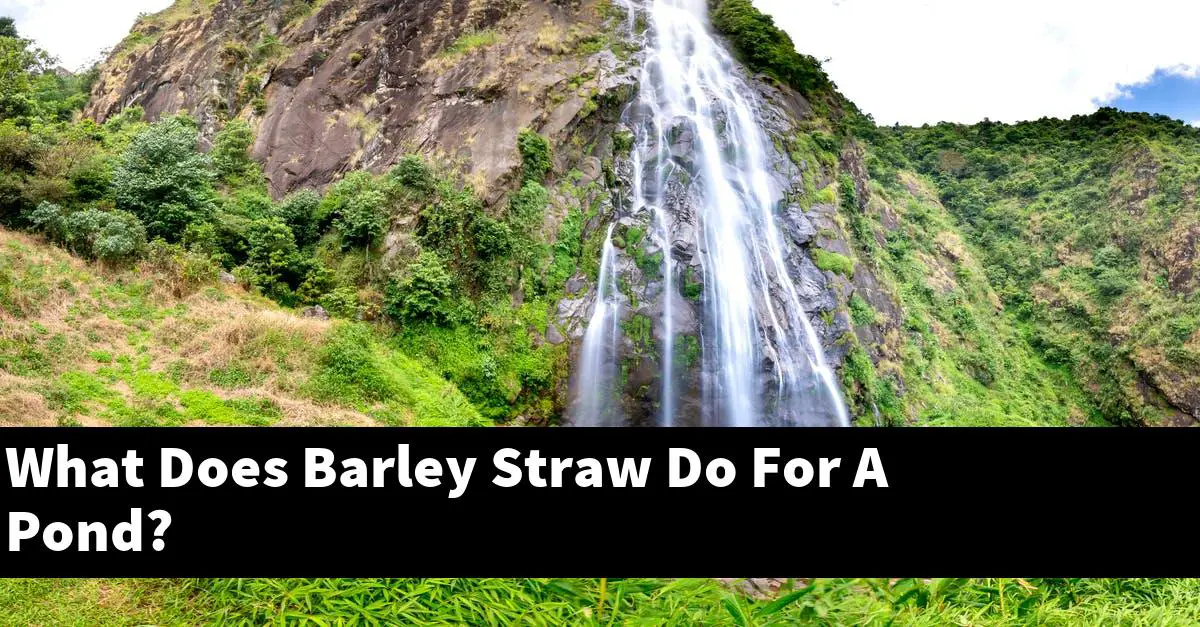 What Does Barley Straw Do For A Pond?