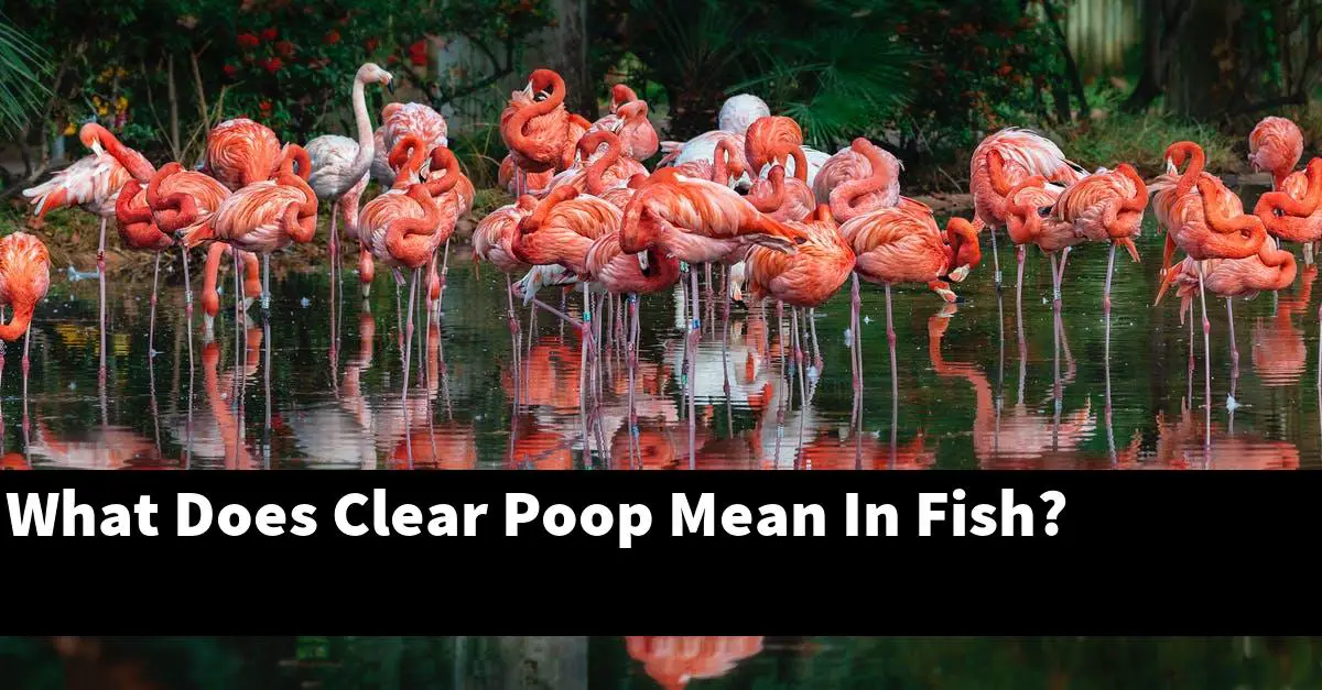 What Does Clear Poop Mean In Fish?