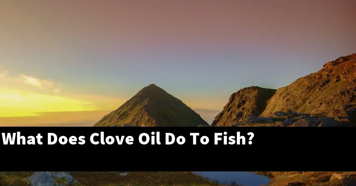 What Does Clove Oil Do To Fish?