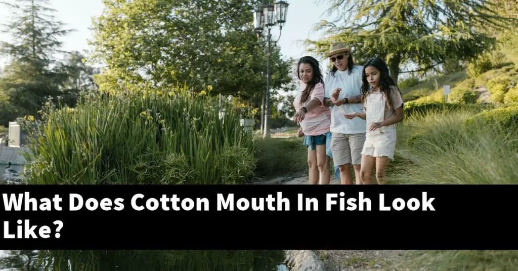 What Does Cotton Mouth In Fish Look Like? [2024 Guide] Gold Koi Fish