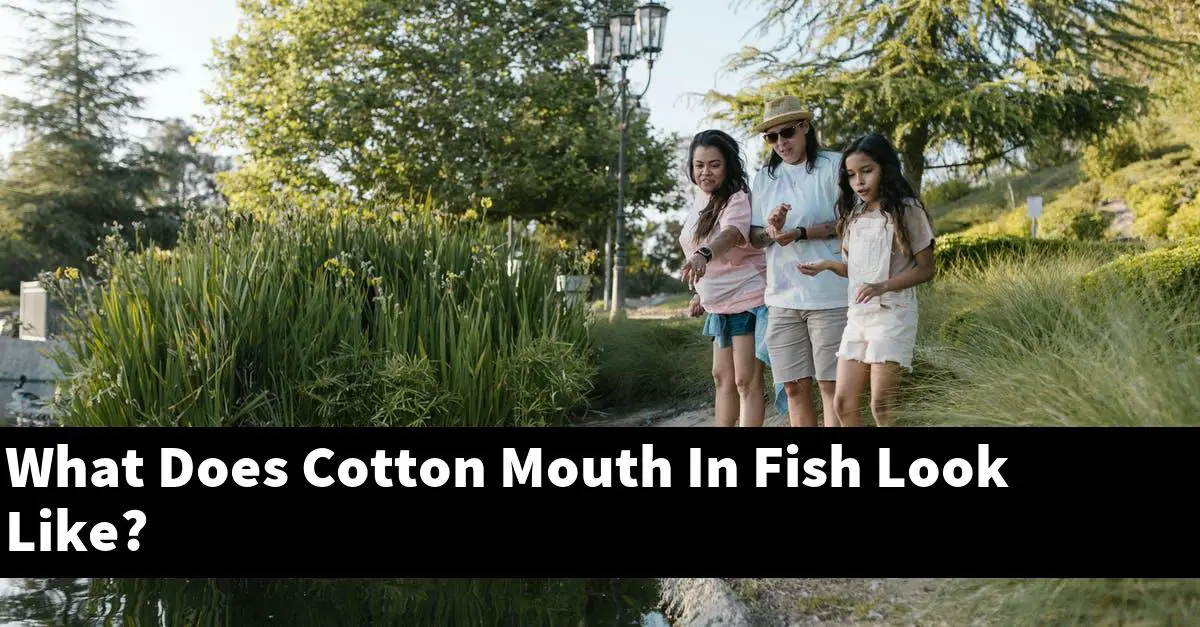 What Does Cotton Mouth In Fish Look Like?