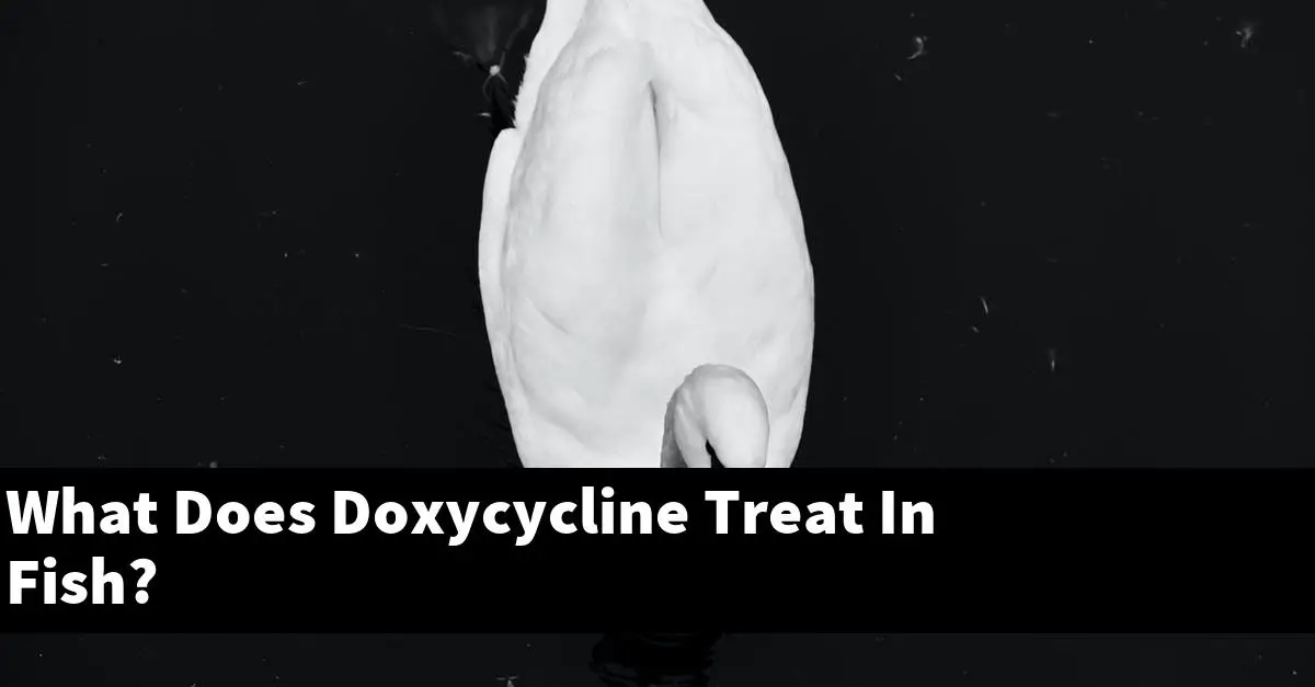 What Does Doxycycline Treat In Fish?