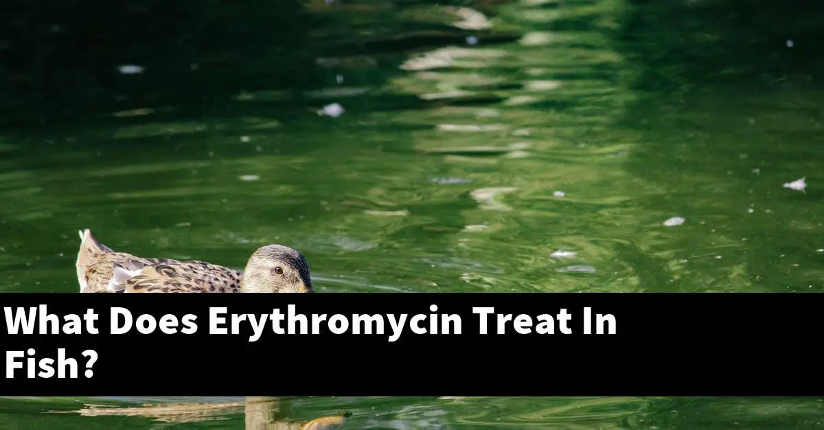 What Does Erythromycin Treat In Fish?