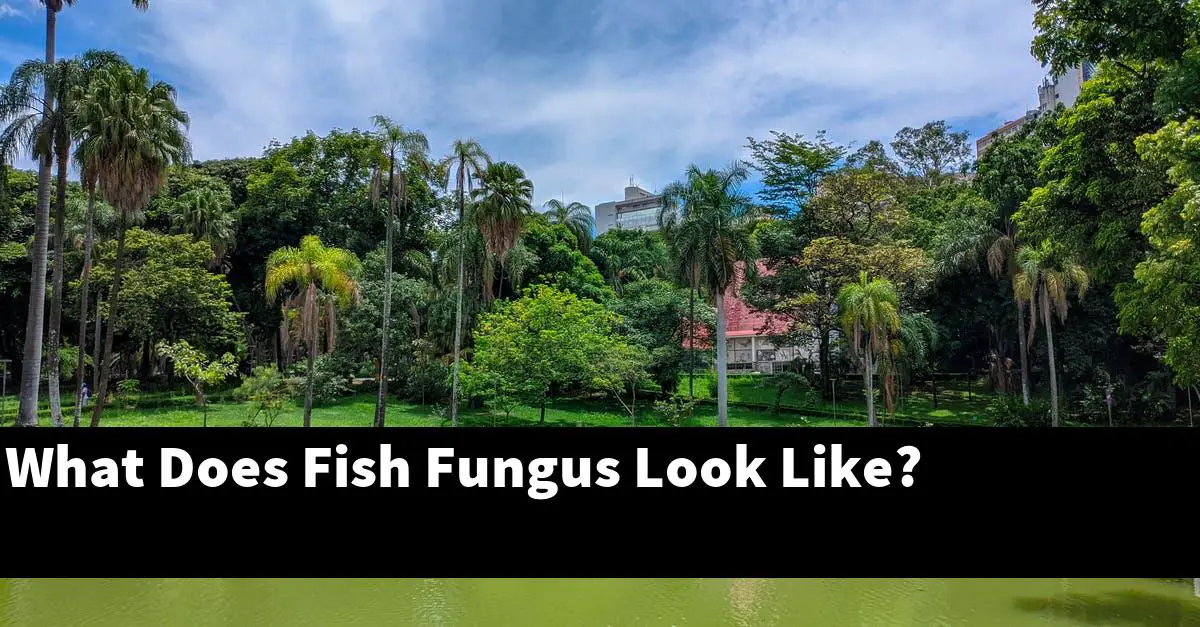 What Does Fish Fungus Look Like?