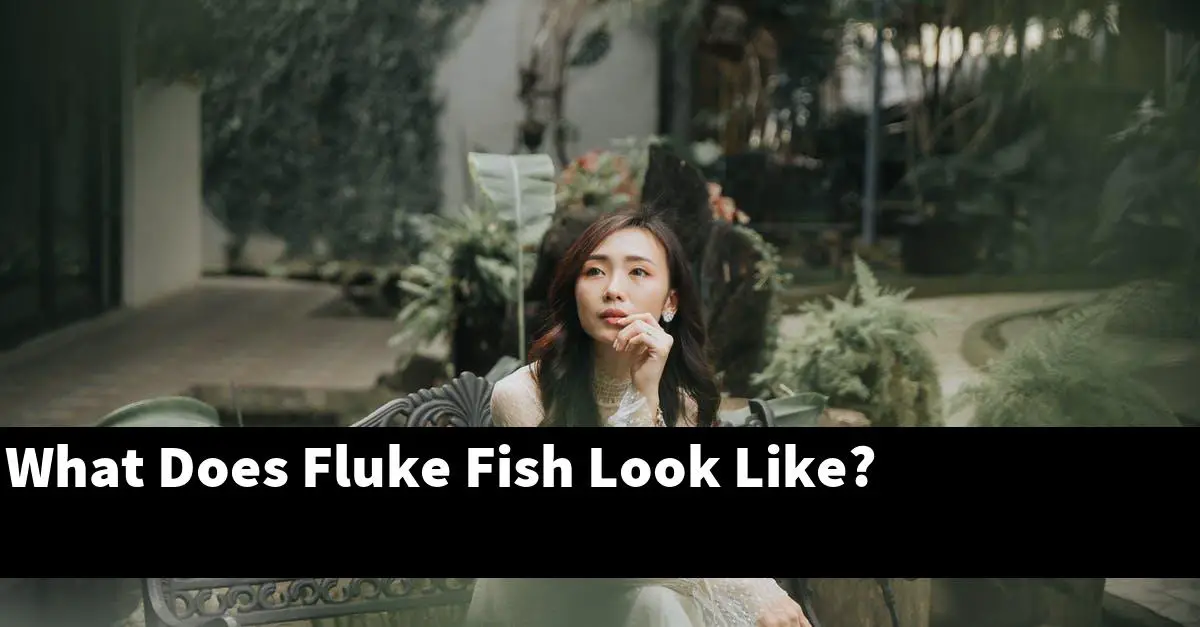 What Does Fluke Fish Look Like?