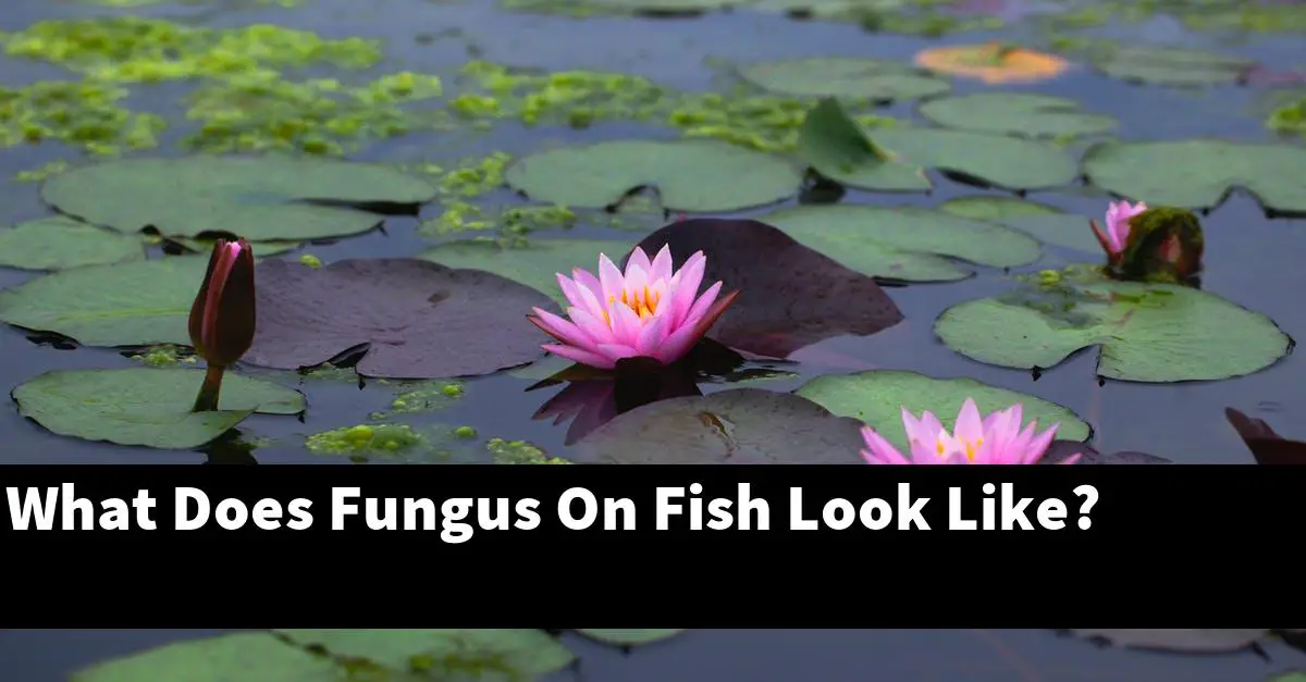 What Does Fungus On Fish Look Like?