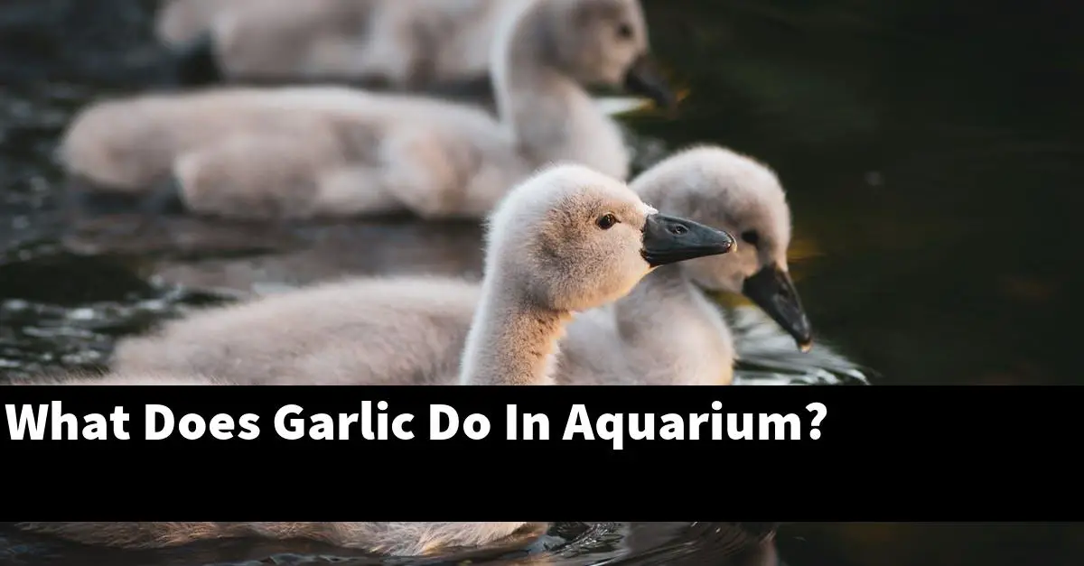 What Does Garlic Do In Aquarium?