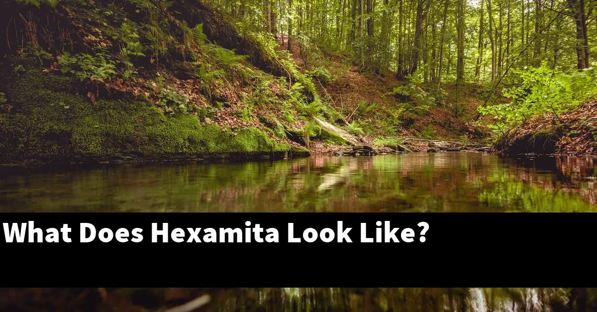 What Does Hexamita Look Like?