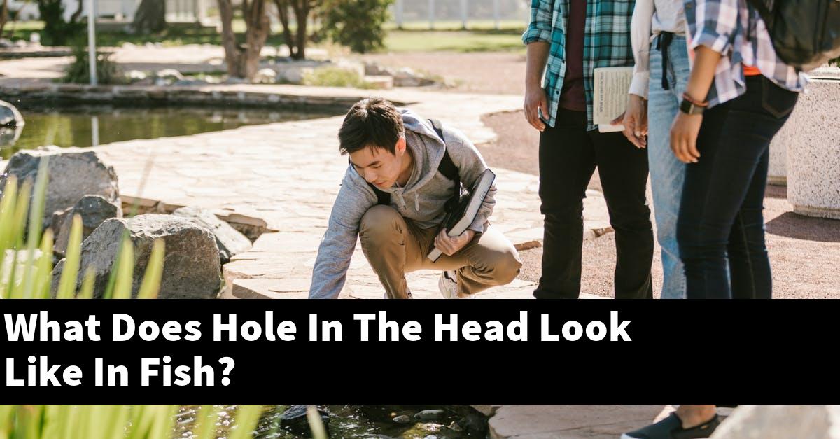 What Does Hole In The Head Look Like In Fish?