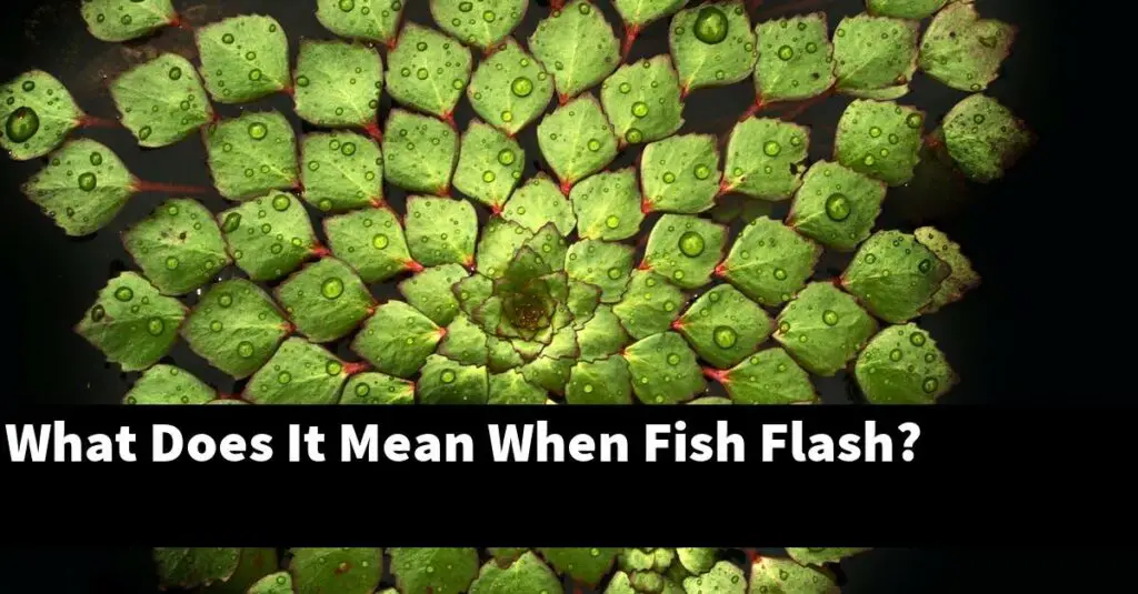 What Does It Mean When Fish Flash? [2024 Guide] Gold Koi Fish