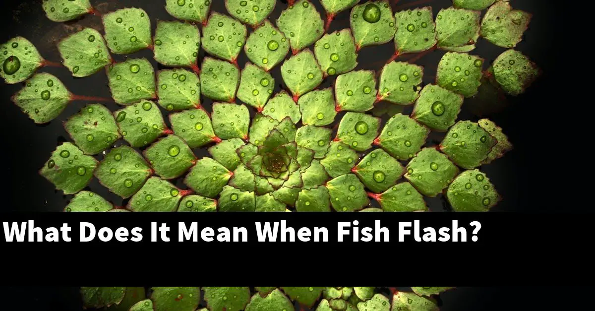 What Does It Mean When Fish Flash?