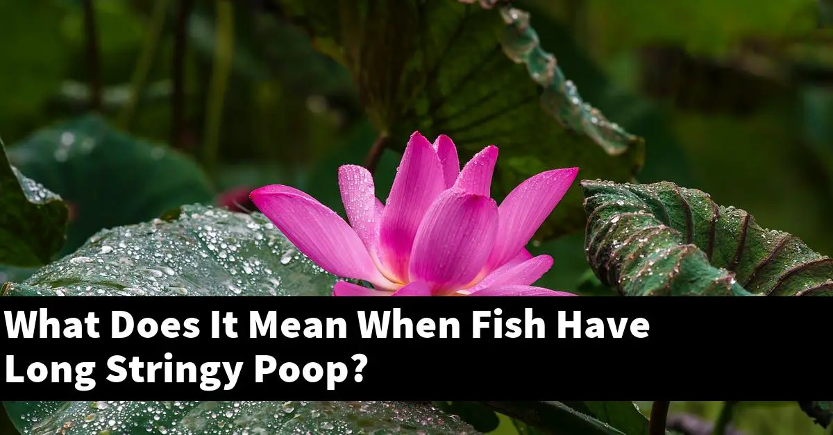 What Does It Mean When Fish Have Long Stringy Poop?