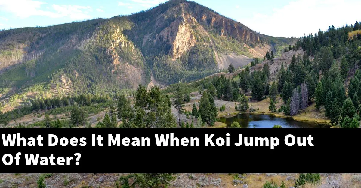 What Does It Mean When Koi Jump Out Of Water?