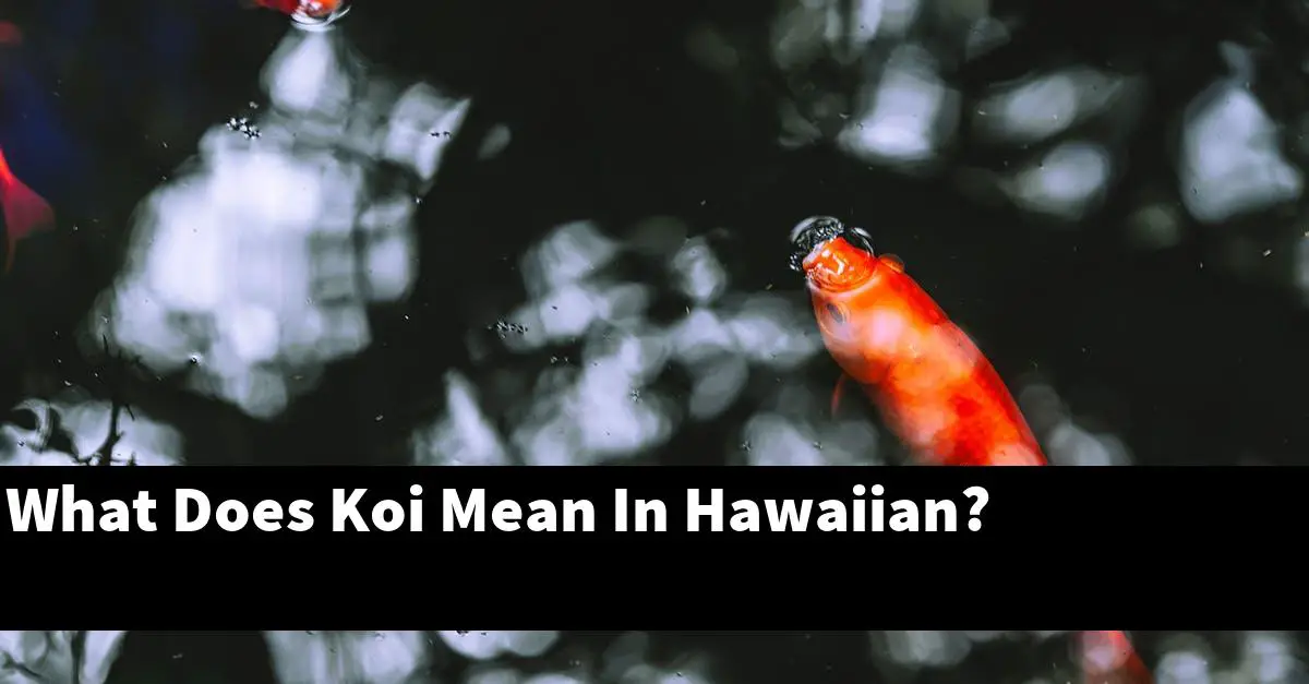 What Does Koi Mean In Hawaiian?