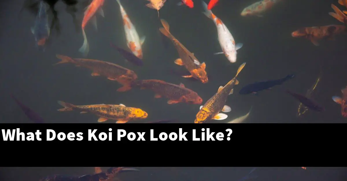What Does Koi Pox Look Like?