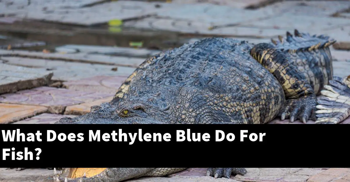 What Does Methylene Blue Do For Fish?