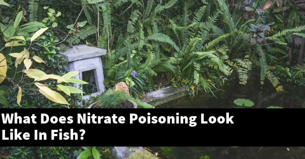 what-does-nitrate-poisoning-look-like-in-fish-2022-guide-gold-koi-fish