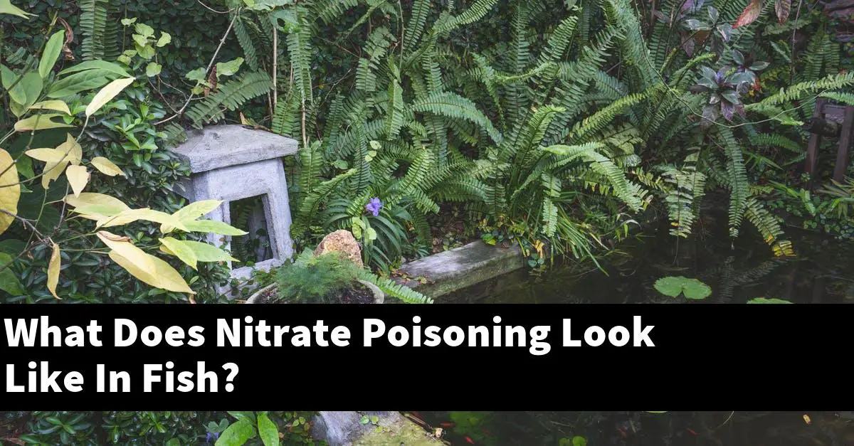 What Does Nitrate Poisoning Look Like In Fish?