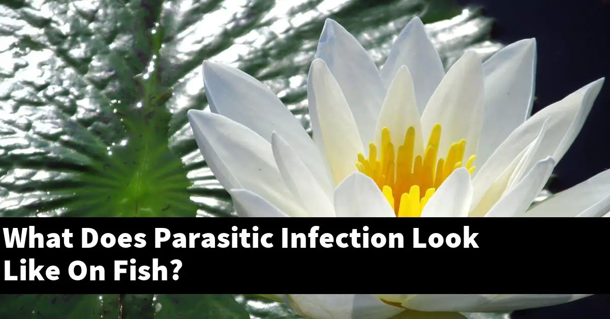 What Does Parasitic Infection Look Like On Fish?