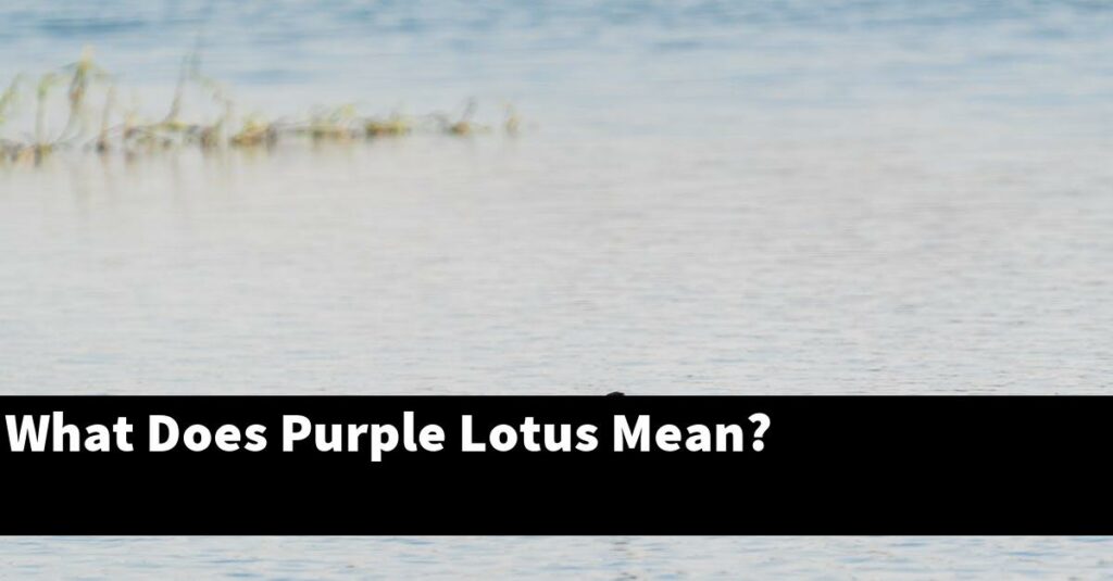 What Does Purple Lotus Mean? [2024 Guide] Gold Koi Fish