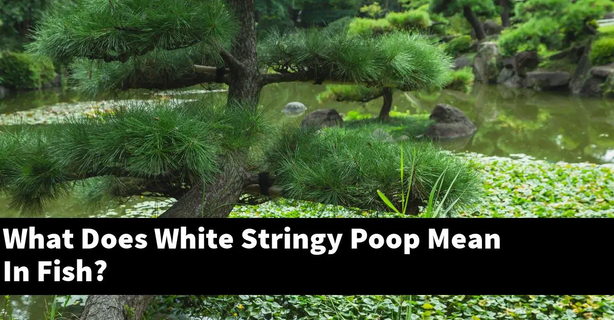 What Does White Stringy Poop Mean In Fish?