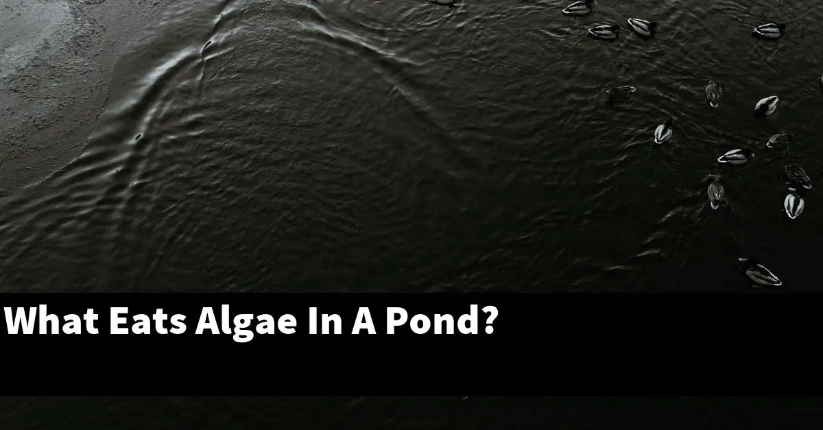 What Eats Algae In A Pond?