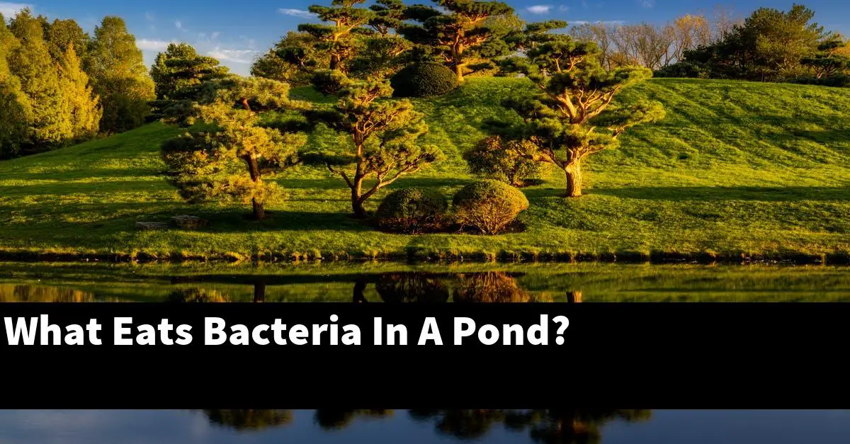 What Eats Bacteria In A Pond?