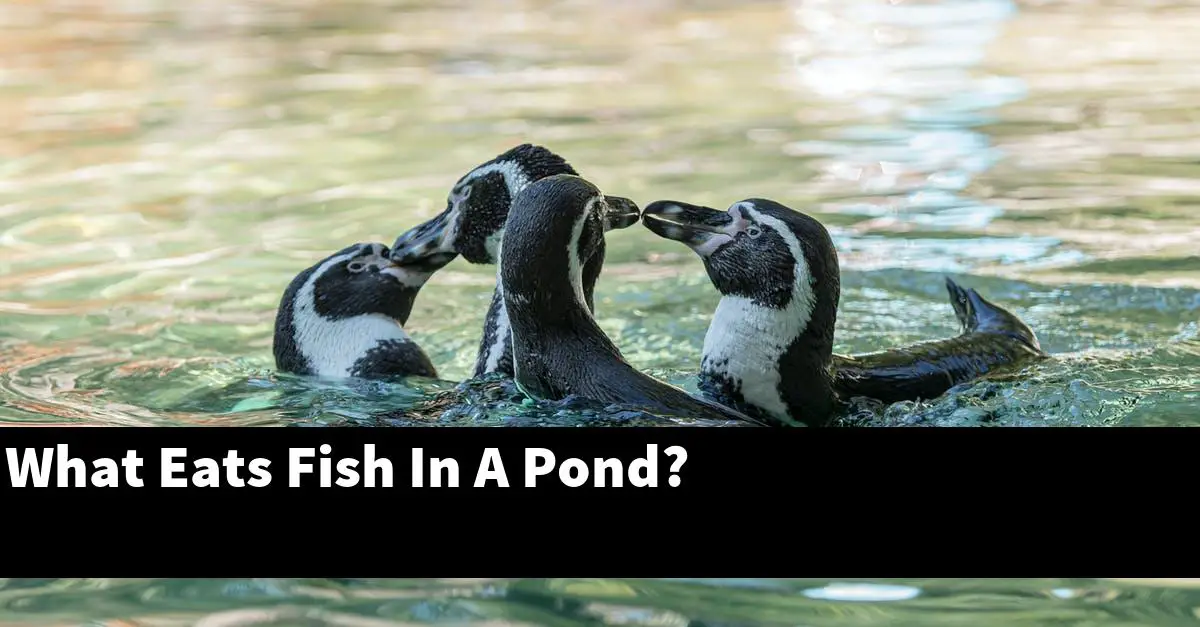 What Eats Fish In A Pond?