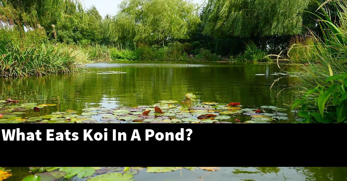 What Eats Koi In A Pond?