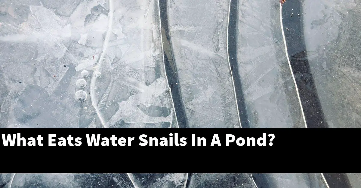 What Eats Water Snails In A Pond?